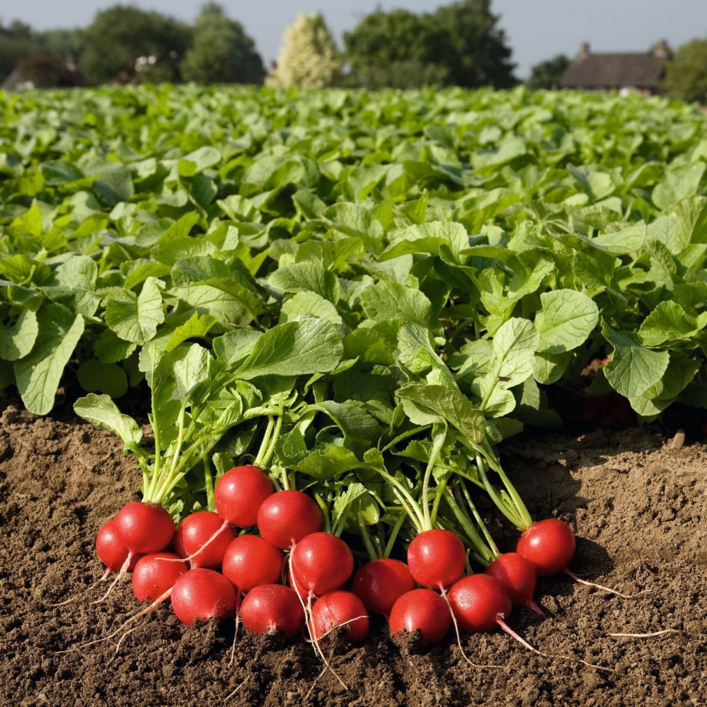 Редис Мелито F1 фото 2