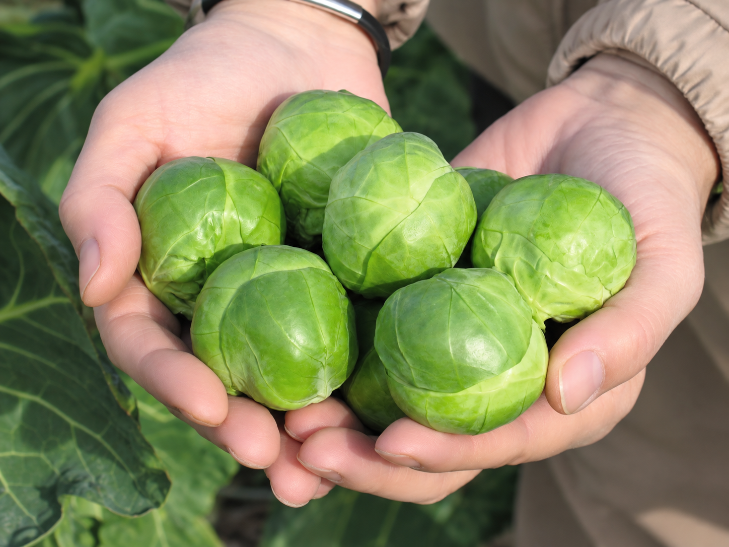 Капуста Франклин F1