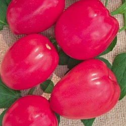 Семена томатов Пинк Пионер F1 фото 2