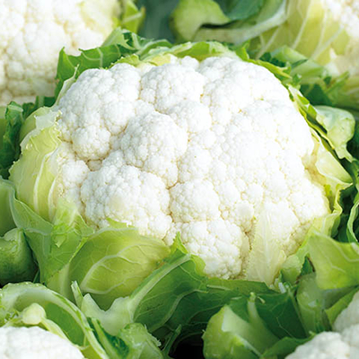 Капуста цветная Синержи F1 фото 2