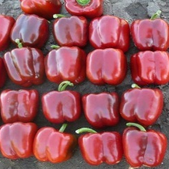 Перец Карисма F1 фото 2