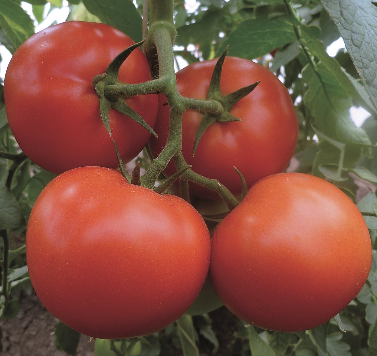 Семена томатов Матиас F1 фото 2