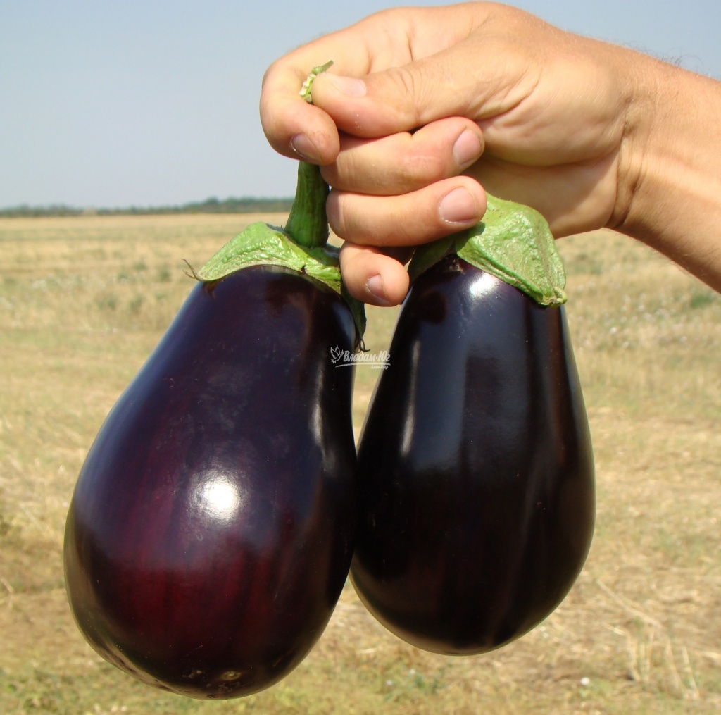 Семена баклажанов Галине F1 фото 2