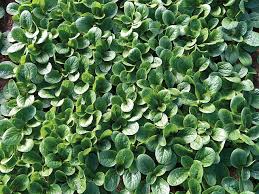 Салат Корн Бонвита F1 фото 2