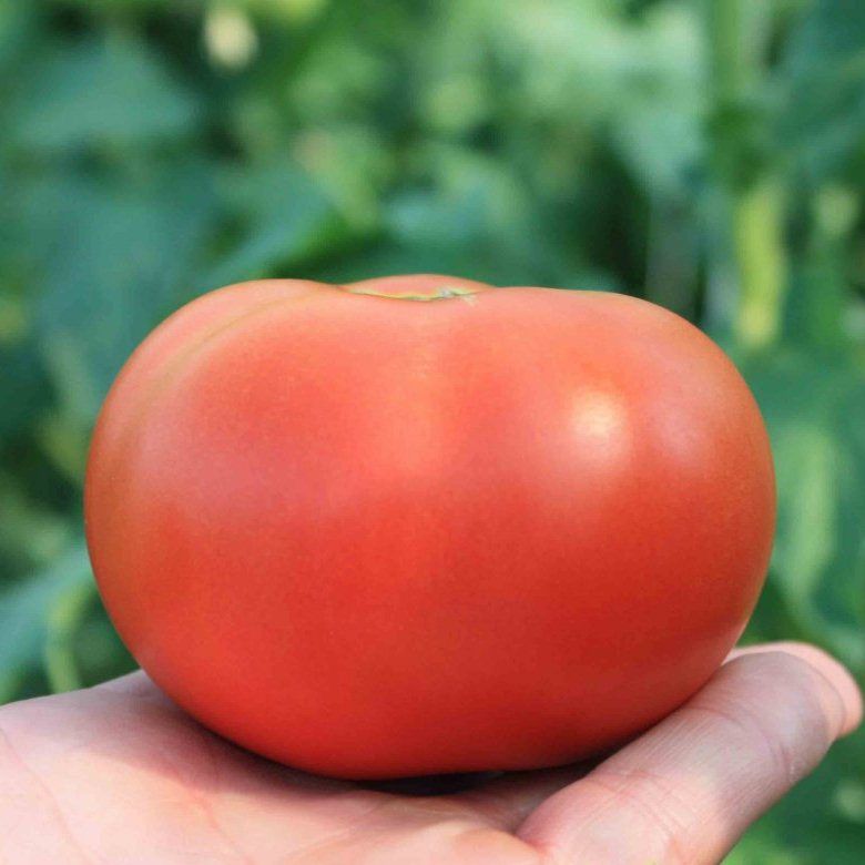 Семена томатов Буран F1 фото 2