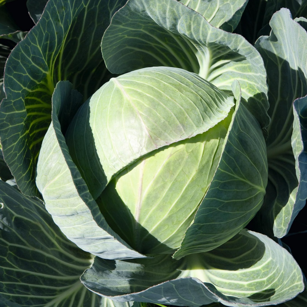 Капуста белокочанная Каунтер F1 фото