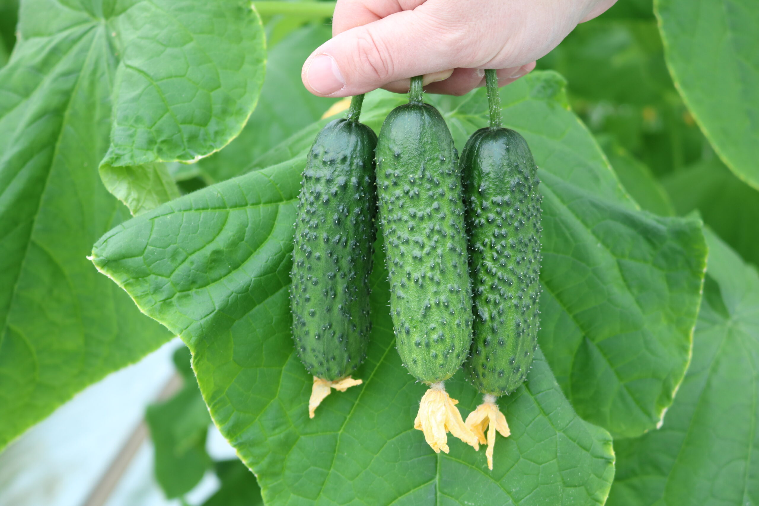 Огурец Спайк F1 фото 2