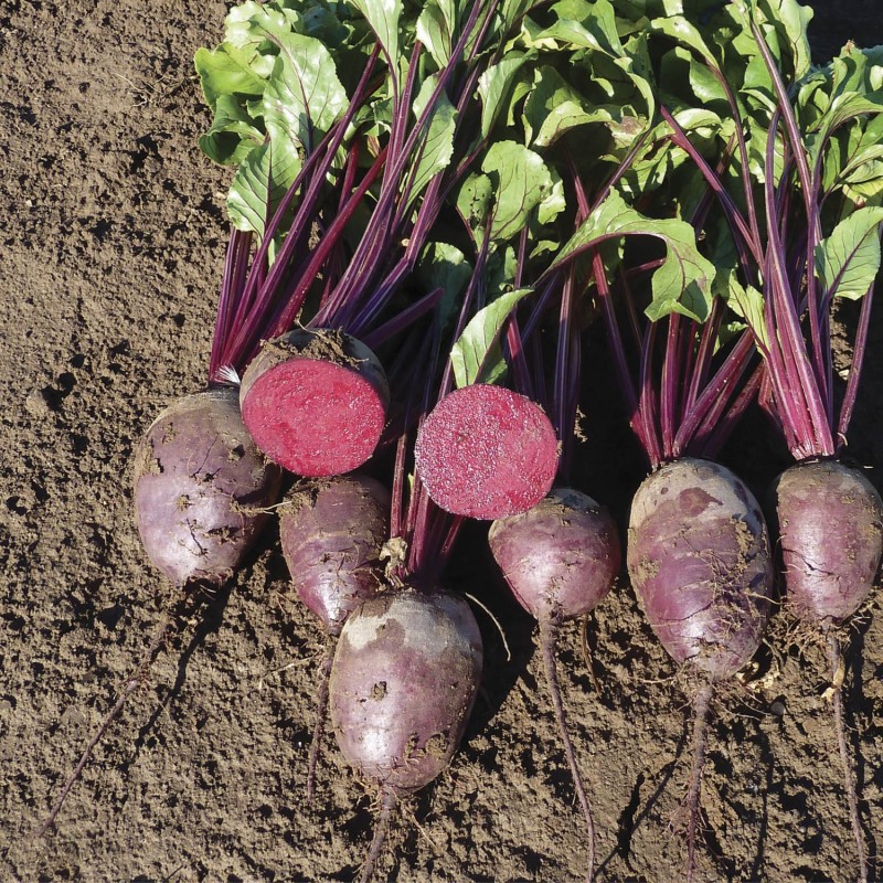 Свекла Монти F1 фото 2