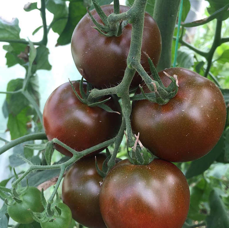 Семена томатов Биг Сашер F1 фото 1