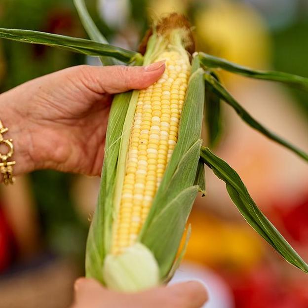 Кукуруза биколор БСС 1075 F1 фото 2