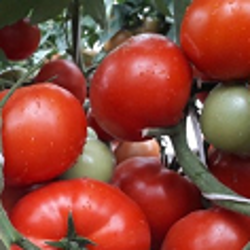 Семена томатов Томат Капонет F1 фото 2