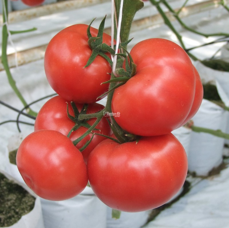 Семена томатов Оазис F1 фото 2