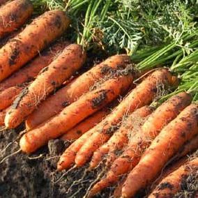 Морковь Ньюхол F1 фото 2