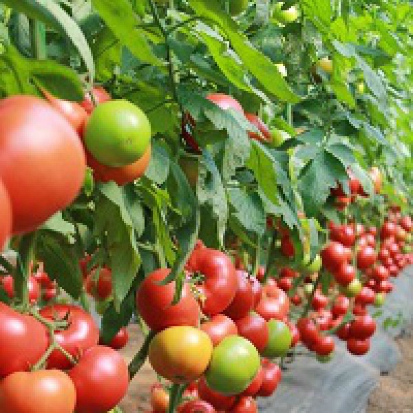 Семена томатов Матиссимо F1 фото 2