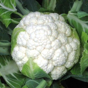Капуста цветная Леканю F1 фото 2