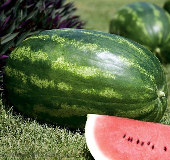 Семена арбуза Амфион F1 фото 2