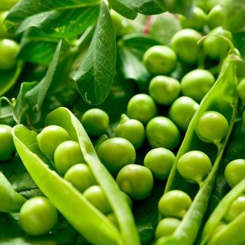 Вальверде F1