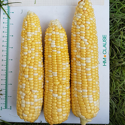 Кукуруза биколор Камберленд F1 фото 2