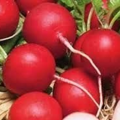 Редис Черриет F1 фото 2