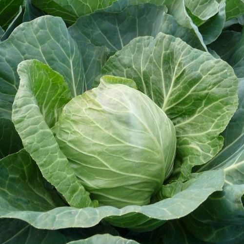 Капуста белокочанная Констебль F1 фото