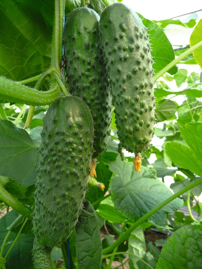 Огурец Аристан F1 фото 2