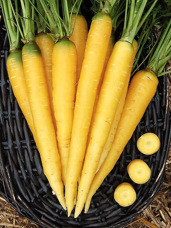 Морковь Еллоустоун  фото 2