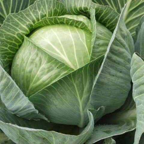 Капуста белокочанная Леопольд F1 фото