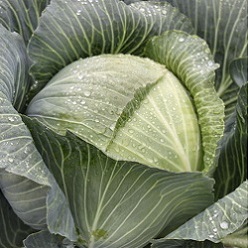 Капуста белокочанная Харрикейн F1  фото