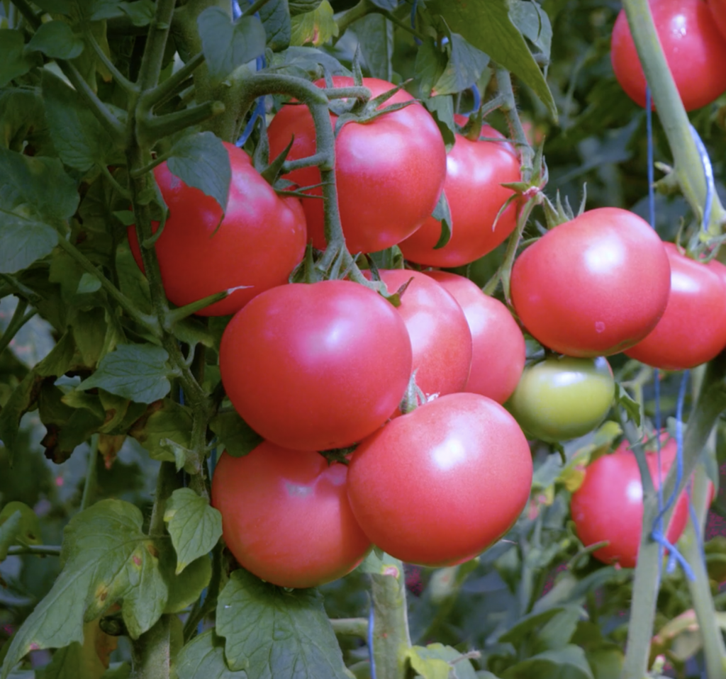 Семена томатов Панамера F1 фото 2