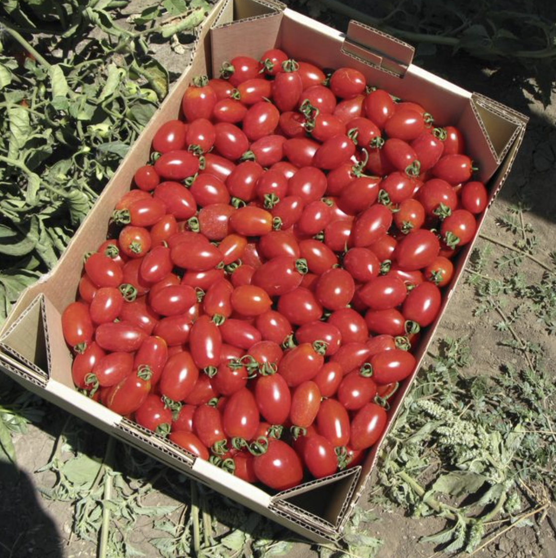 Семена томатов Брисколино F1 фото 2