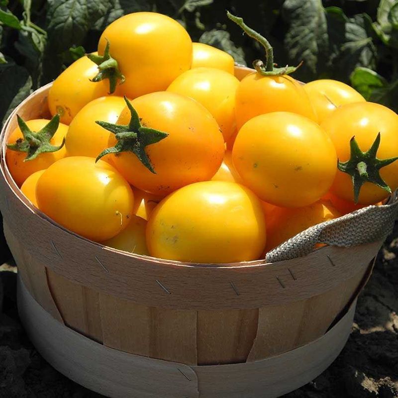 Семена томатов Еллоу Ривер F1 фото 2