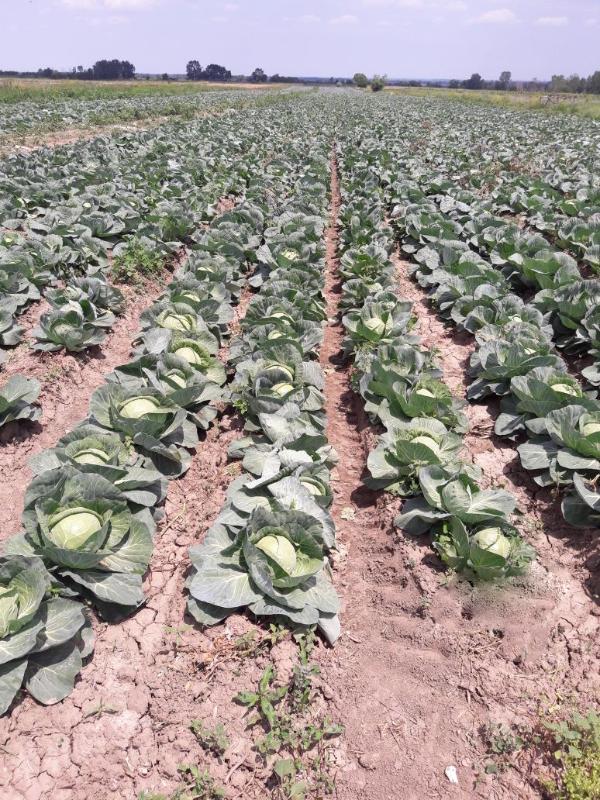 Капуста белокочанная Примавера F1 фото