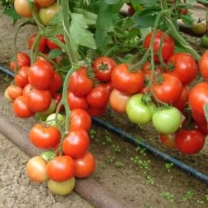 Семена томатов Монсан F1  фото 2
