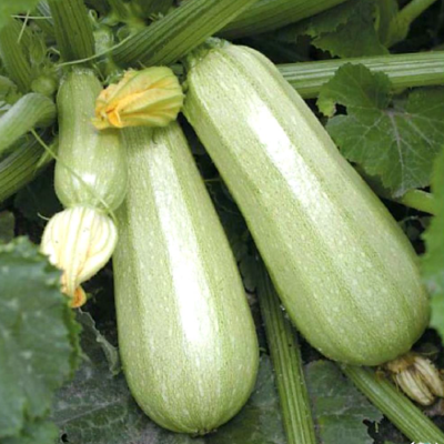 Кабачок Кавили F1 фото 1 