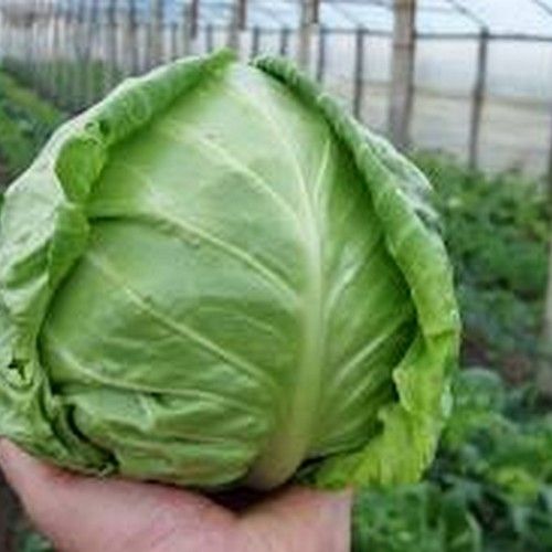 Капуста белокочанная Легат F1 фото