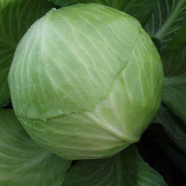 Капуста белокочанная Декурион F1 фото