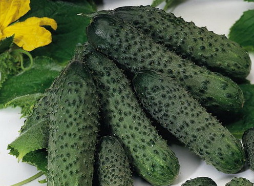 Огурец Мадрилена F1  фото 2