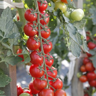 Семена томатов черри Миноприо F1 фото 2