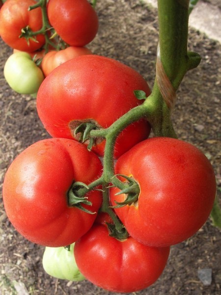 Семена томатов Биг Биф F1 фото 2