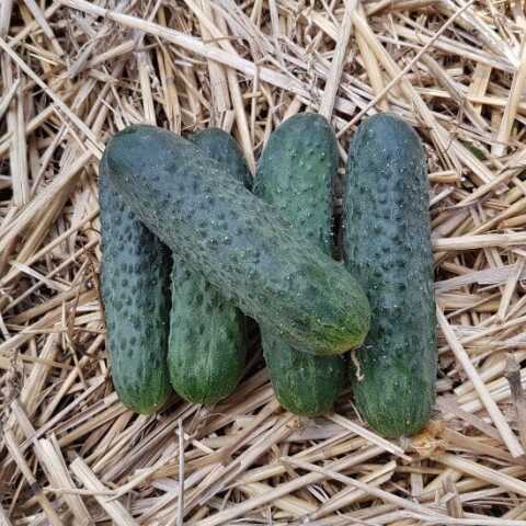 Огурец Мария F1 фото 2