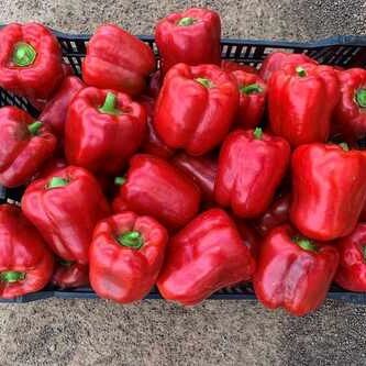 Ред Джевел F1