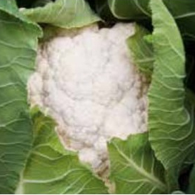 Капуста цветная Клафорса F1 фото 2