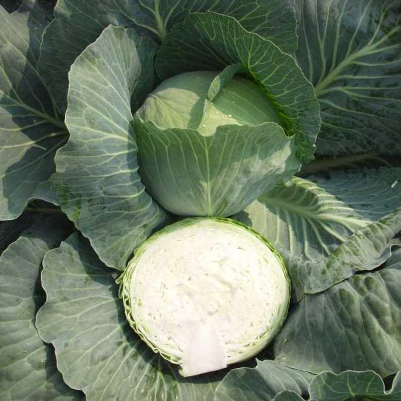 Капуста белокочанная Бронко F1 фото