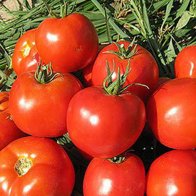 Семена томатов Имран F1 фото 2