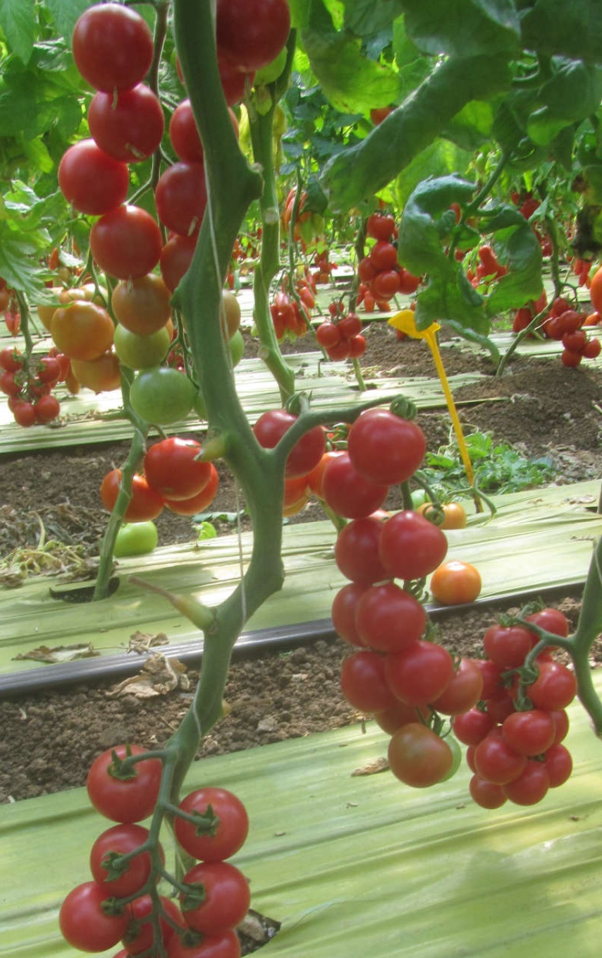 Семена томатов Пинк Свит F1 фото 2