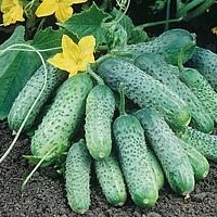Огурец Пасамонте F1 фото 2
