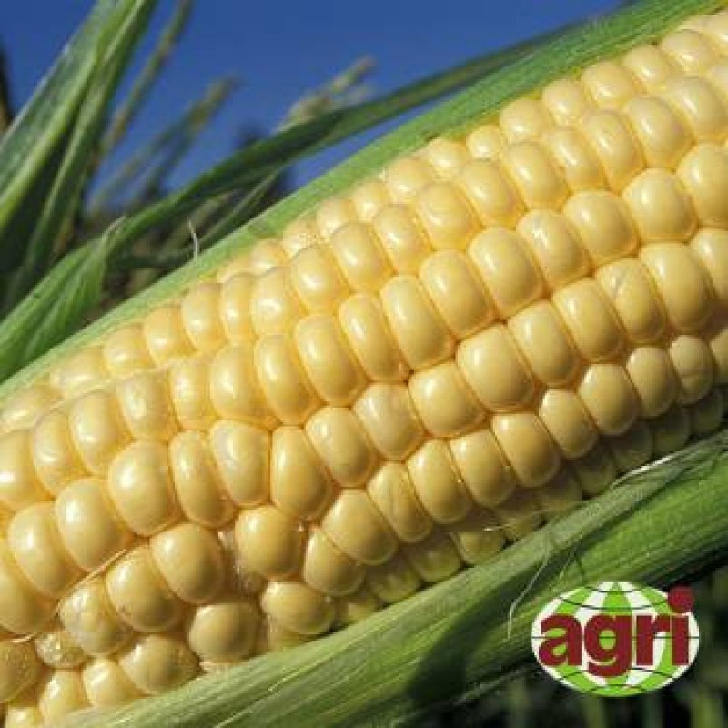 Кукуруза Тести Голд F1  фото 2