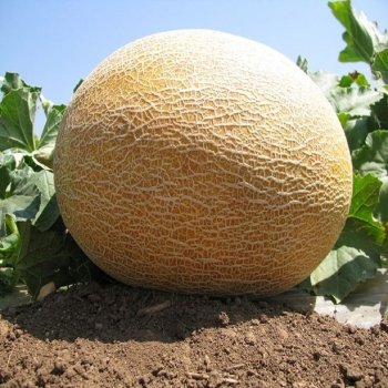 Семена дыни Дакаро F1 фото 2