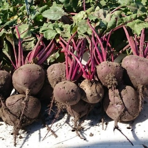 Свекла Водан F1 фото 2