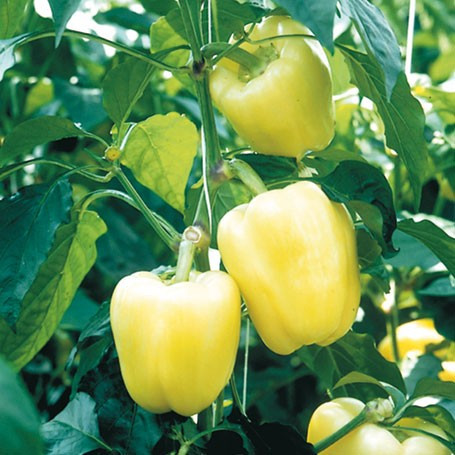 Перец сладкий Бианка F1 фото 2